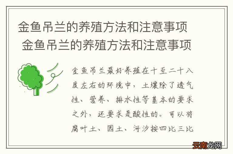 金鱼吊兰的养殖方法和注意事项 金鱼吊兰的养殖方法和注意事项有哪些