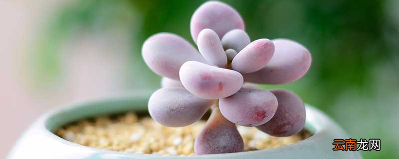 多肉植物要怎么养 养殖多肉植物的方法