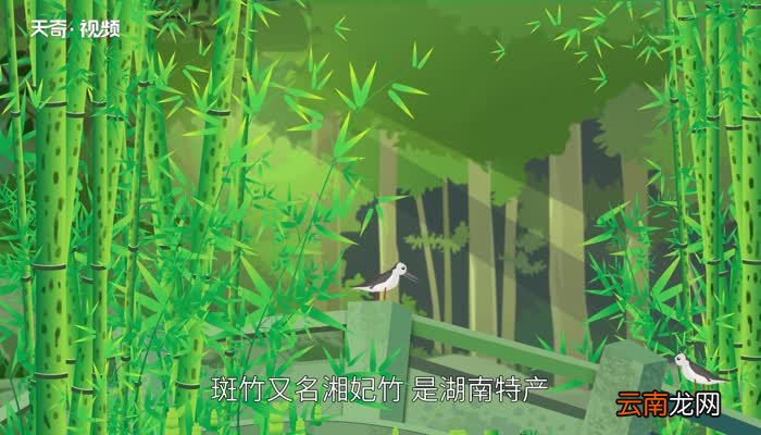 斑竹是什么地方产的 斑竹的产地是在哪