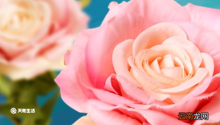 玫瑰花语 玫瑰花语颜色代表什么