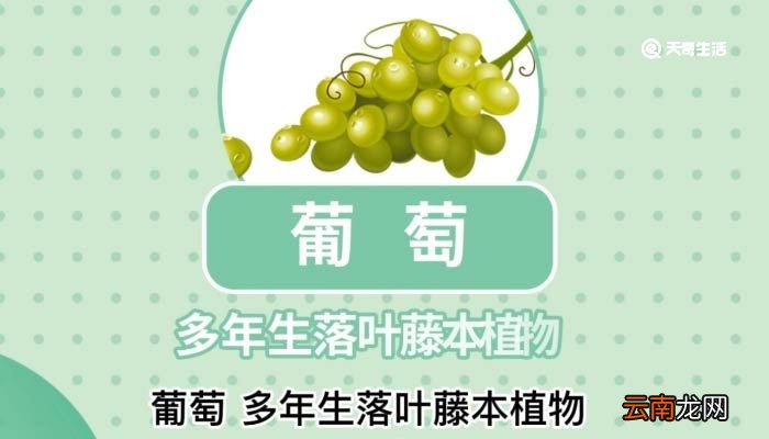 葡萄的意思 锁锁葡萄的意思