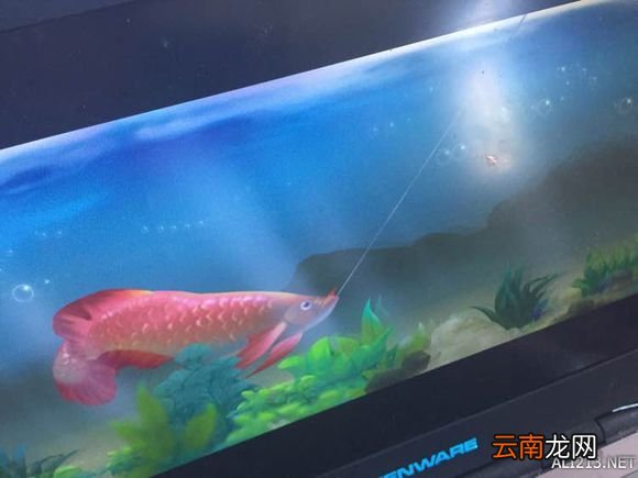 《侠客风云传》杜康村任务完全过关解析攻略