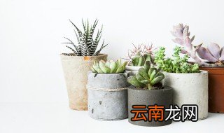 多肉换土换盆后多久浇水 多肉移盆后多久才能浇水