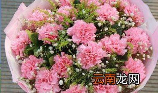 康乃馨花怎么养才不死 康乃馨花如何养护不会死呢
