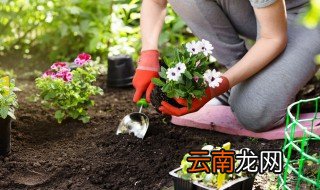 奥斯卡花怎么养 奥斯卡花的种植方法