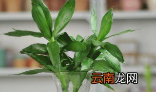 富贵竹不生根是什么原因 为什么富贵竹不生根