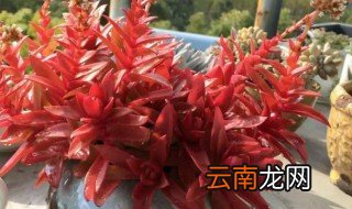 火祭砍头后扦插方法 火祭砍头后如何扦插