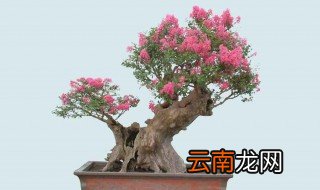 紫薇花盆栽养殖方法 紫薇花盆栽怎么养