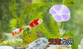 水草养殖方法 关于水草养殖方法