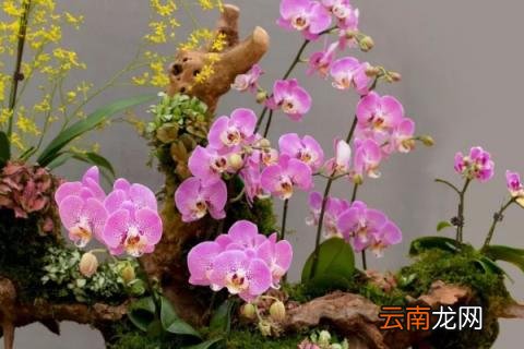 蝴蝶兰冬天的养殖方法和注意事项