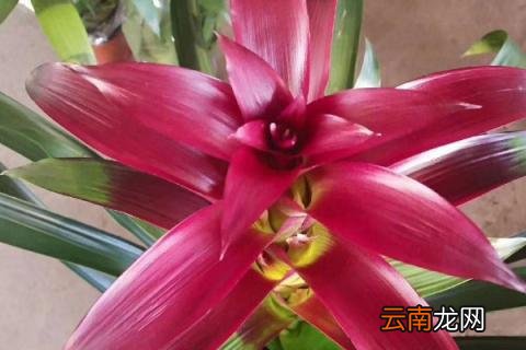 鸿运当头夏天可以分株吗