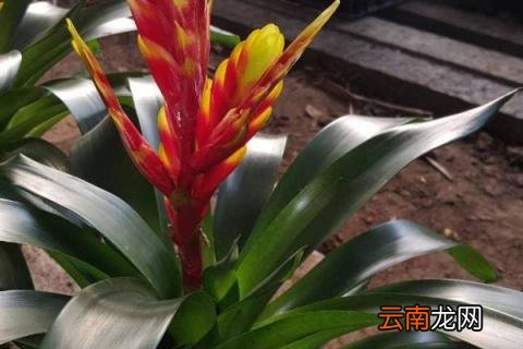 鸿运当头夏天可以分株吗