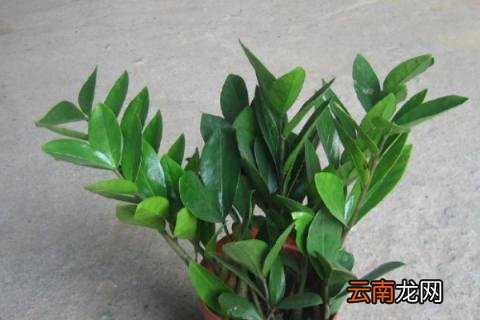 金钱树的危害