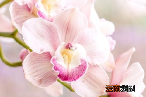 蝴蝶兰茎变黄什么原因