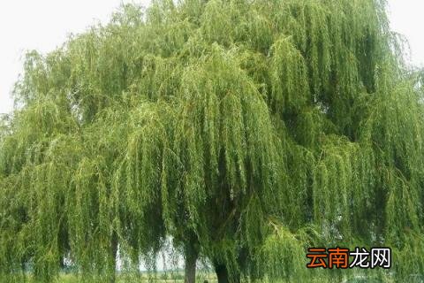 类似蒲公英传播种子的植物