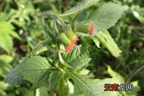 类似蒲公英传播种子的植物