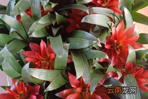 鸿运当头花不红怎么办