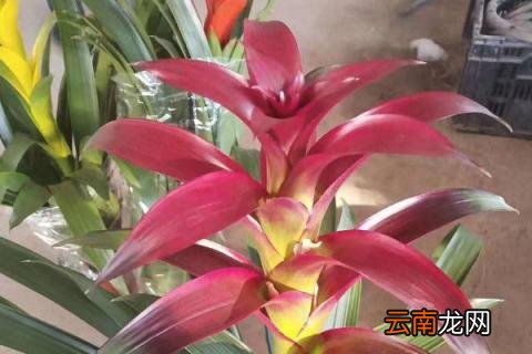 鸿运当头花不红怎么办
