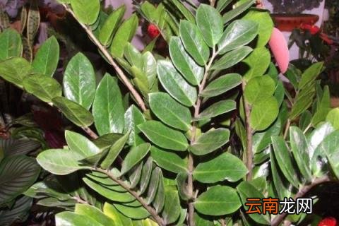 金钱树怎么发展多颗