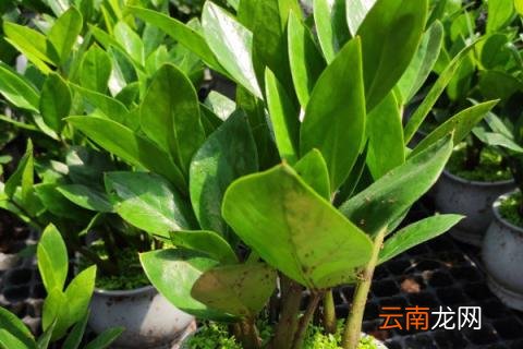 金钱树怎么发展多颗