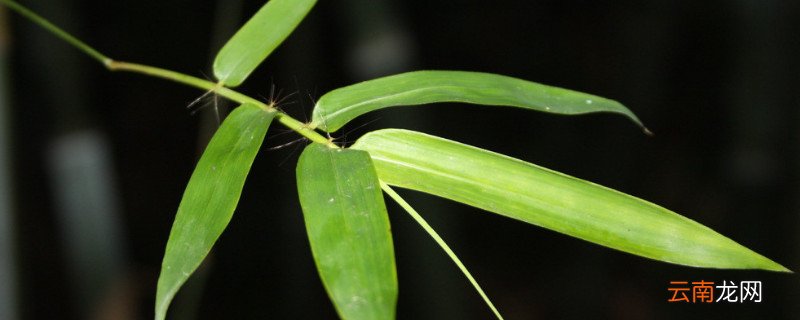 竹子怕冻吗
