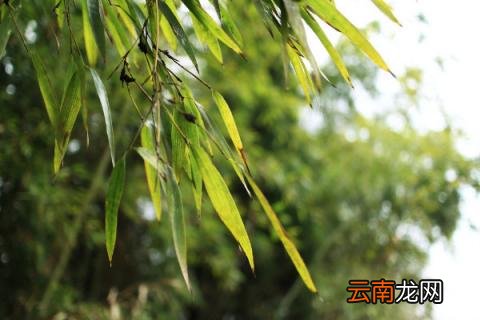 竹子怕冻吗
