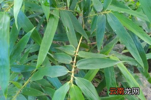 竹子怕冻吗