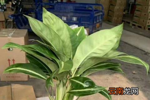 滴水观音春天怎么养
