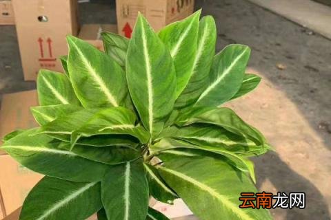 滴水观音春天怎么养