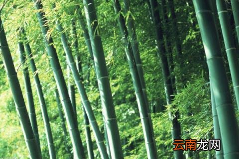 竹子喜欢阳光吗