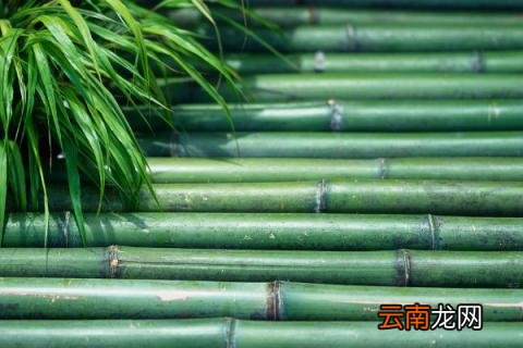 竹子喜欢阳光吗