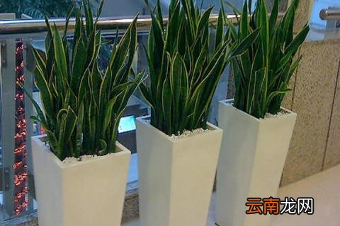 虎皮兰冬天能换盆换土吗