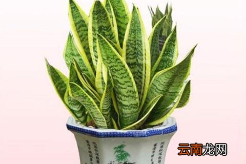 虎皮兰冬天能换盆换土吗
