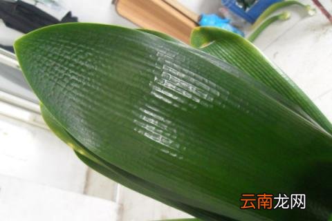 北方怎么让君子兰过冬