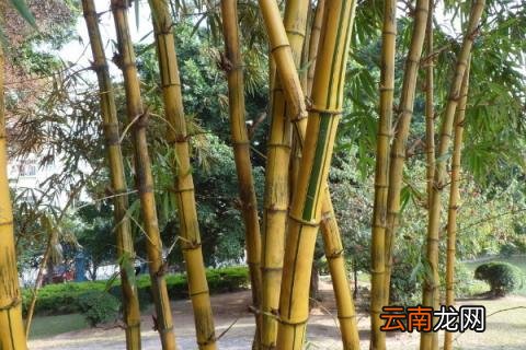 竹子变黄是怎么回事