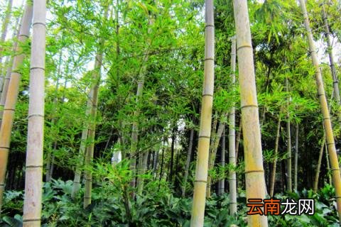 竹子变黄是怎么回事