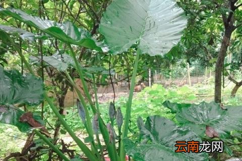 滴水观音秋天多久浇一次水