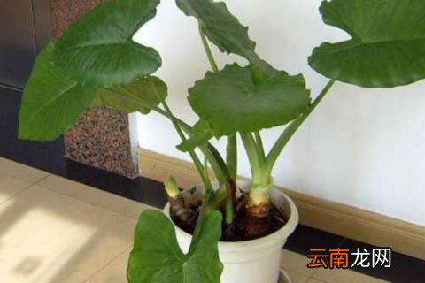 滴水观音茎断了怎么办