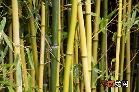 竹子冬天会枯萎吗