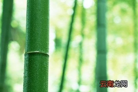 竹子冬天会枯萎吗