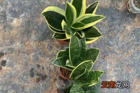 虎皮兰冬天怕冻吗