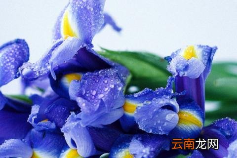 蝴蝶兰怎样繁殖新苗