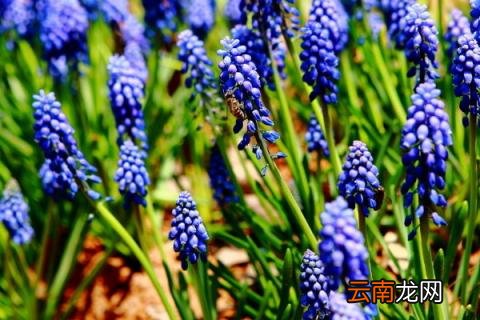 种一个月就开花的花