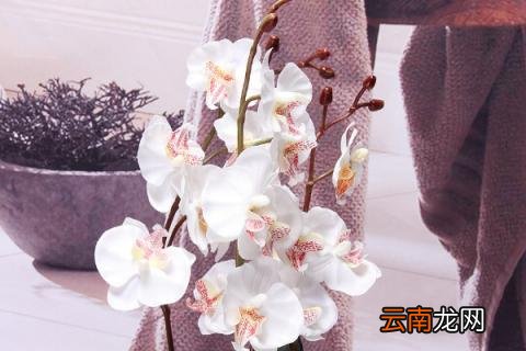 蝴蝶兰怎样繁殖新苗