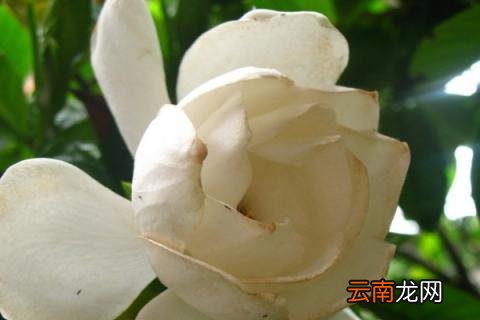 栀子花的移栽方法