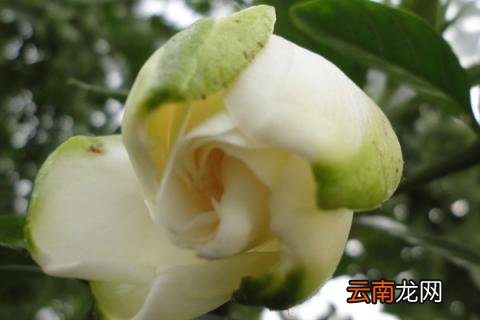 栀子花的移栽方法