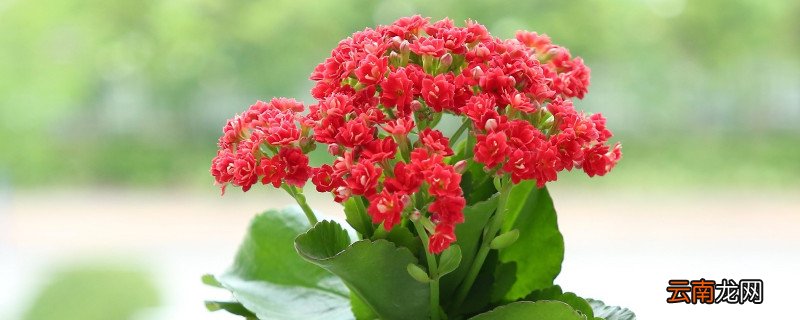 长寿花冬天开花吗