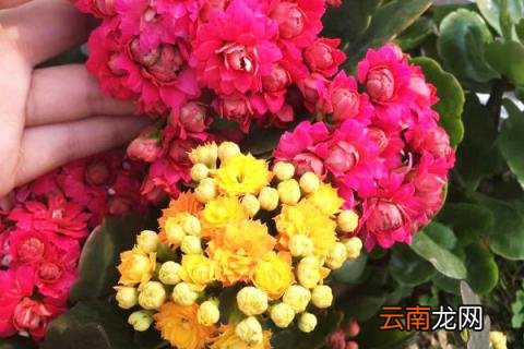 长寿花冬天开花吗