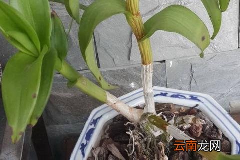 秋石斛几月开花