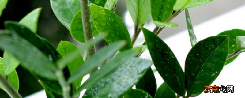 金钱树怎么固定成型